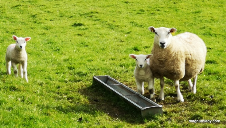 Sligo sheep